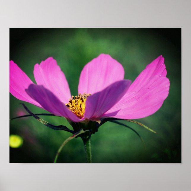 Poster Solteiro Rosa Cosmos Flor Em Sangue (Frente)