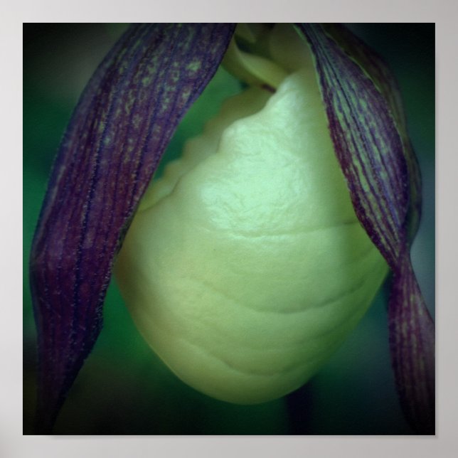 Poster Solteiro White Lady Slipper Orchid Flower Close (F (Frente)