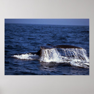 Pôster Som da baleia de Humpback (solhas da cauda)