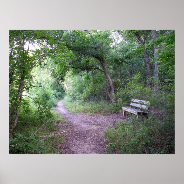 Poster Sombra à tarde na floresta (Frente)
