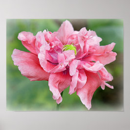 Pôster Somniferum Poppy Portrait