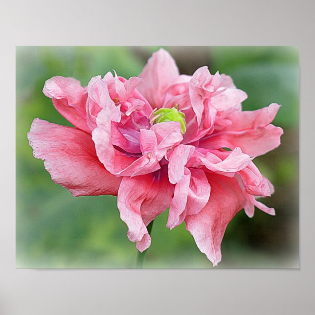 Pôster Somniferum Poppy Portrait (Frente)