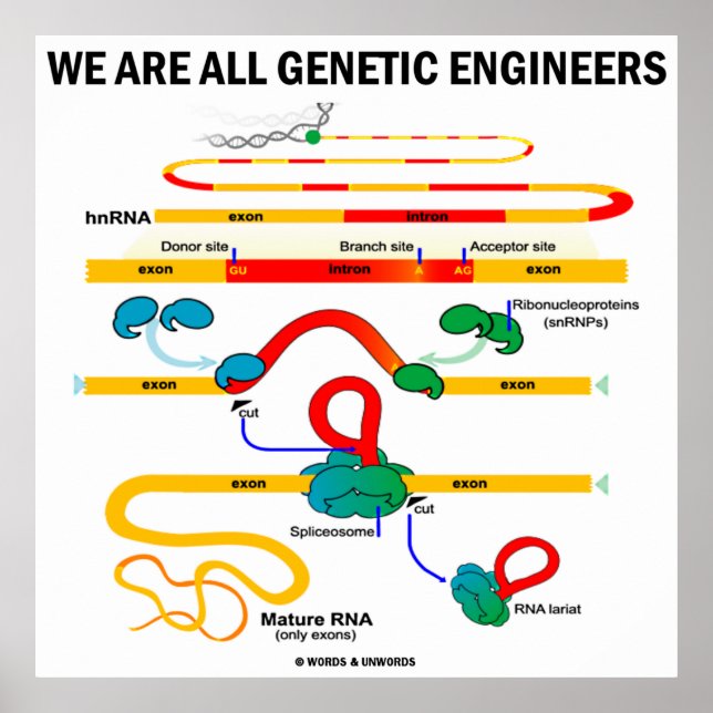 Poster Somos Todos Engenheiros Genéticos (Gene Splicing) (Frente)
