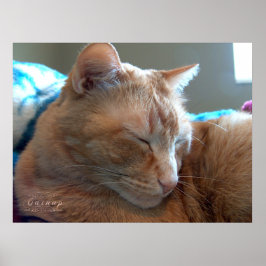 Poster Soneca Aconchegante do Gato