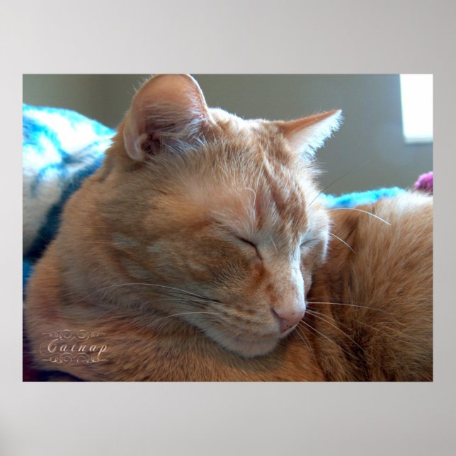Poster Soneca Aconchegante do Gato (Frente)