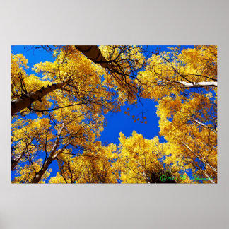 Pôster Sonhando com a cor