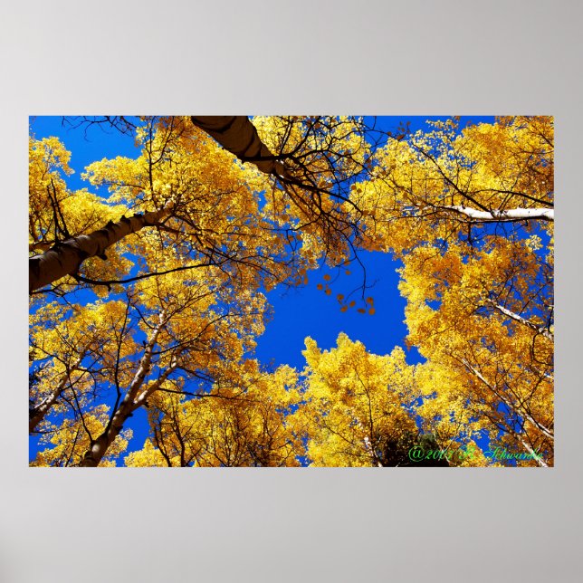 Pôster Sonhando com a cor (Frente)