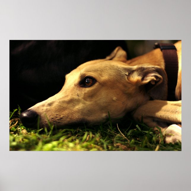 Pôster Sonho de dia (Frente)