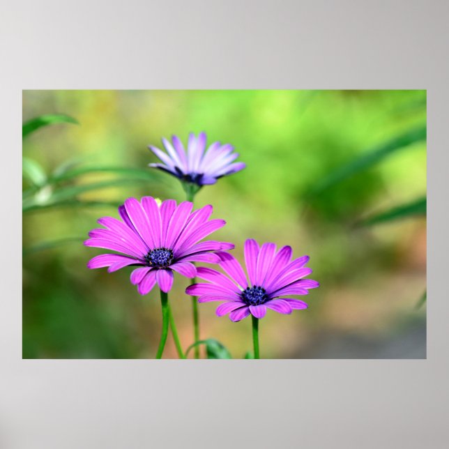 Poster Sonho de flor (Frente)