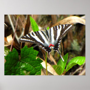 Poster Sonhos de Borboleta