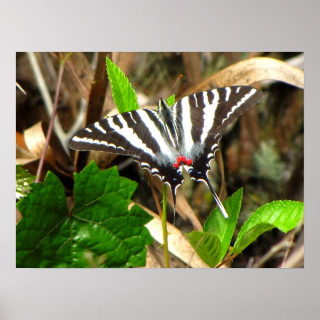 Poster Sonhos de Borboleta (Frente)