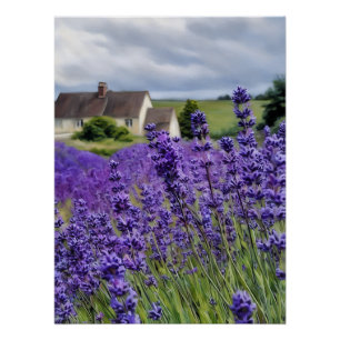 Pôster Sonhos de lavanda