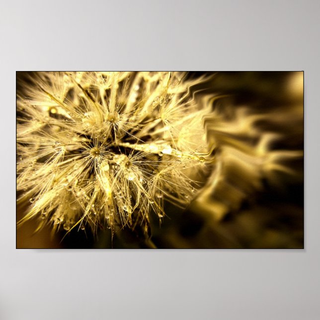 Pôster Sonhos ouros Dandy (Frente)