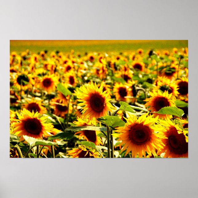 Pôster Sonnenblumenfeld (Frente)