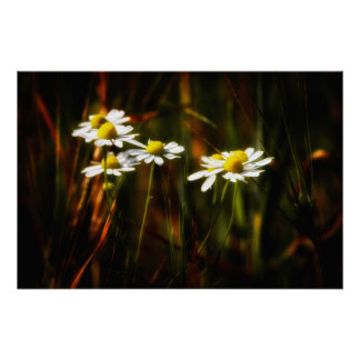 Pôster Sonnenküsse auf Kamille