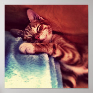 Pôster Sono bonito do gatinho