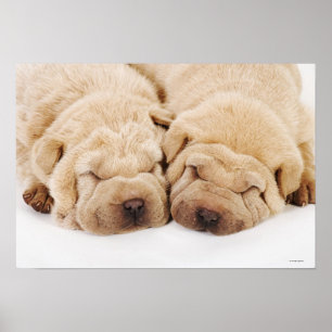 Pôster Sono de dois filhotes de cachorro de Shar Pei