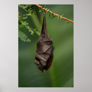 Poster Sono tranquilo de Bat - Olhar atentamente num Livr