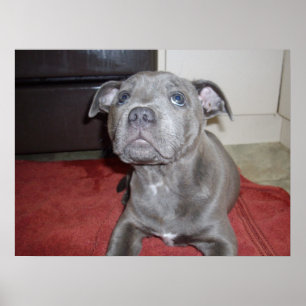 Poster Sooky Face Staffordshire Bull Terrier Puppy,