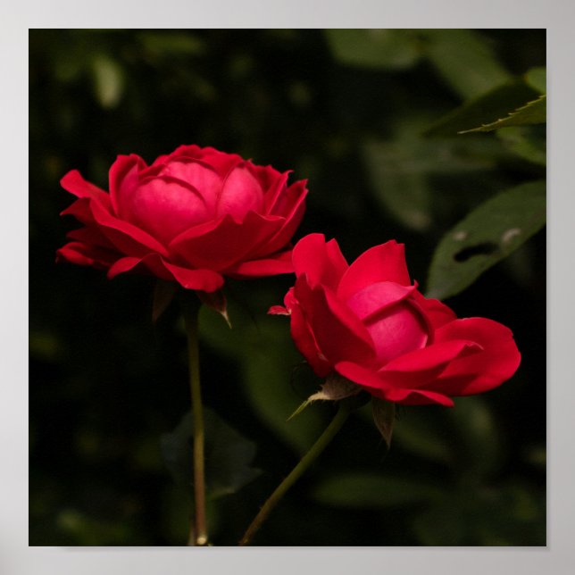 Poster Soothing Reds (Frente)