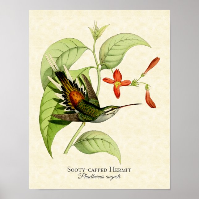 Pôster Sooty Capped Hermit Hummingbird Art Print (Frente)