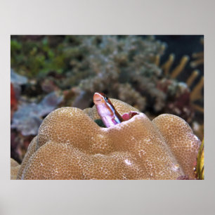 Poster Sorriso Blenny