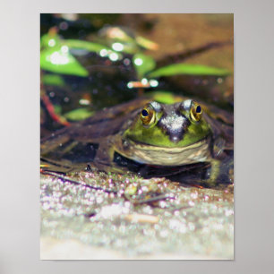 Pôster Sorriso de Bullfrog Animal