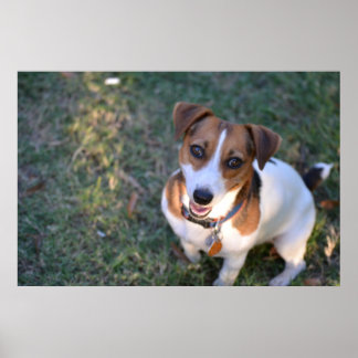 Poster Sorriso Jack Russell Terrier