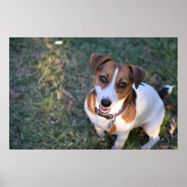 Poster Sorriso Jack Russell Terrier (Frente)
