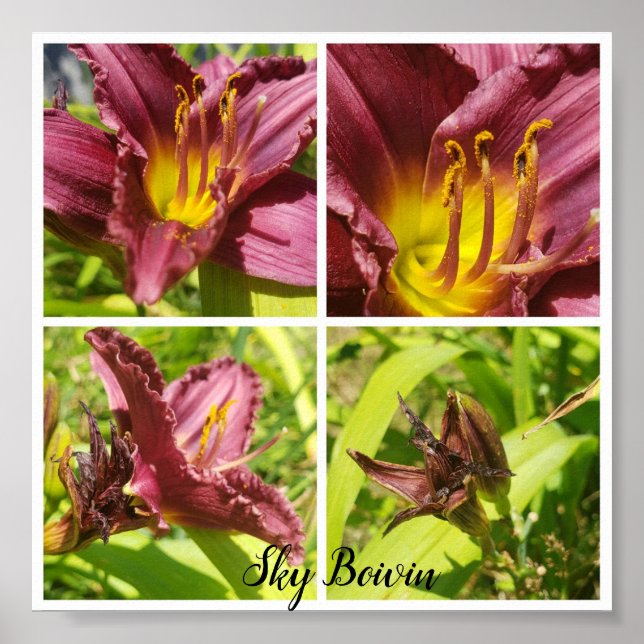 Poster sortido de lírios vermelhos (Frente)