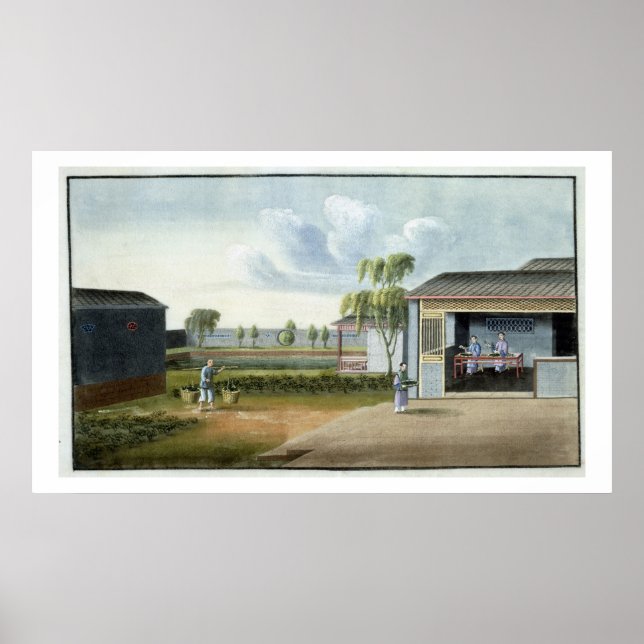 Poster Sorting tea (w/c on paper) (Frente)