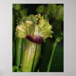 Poster Sou carnívoro!