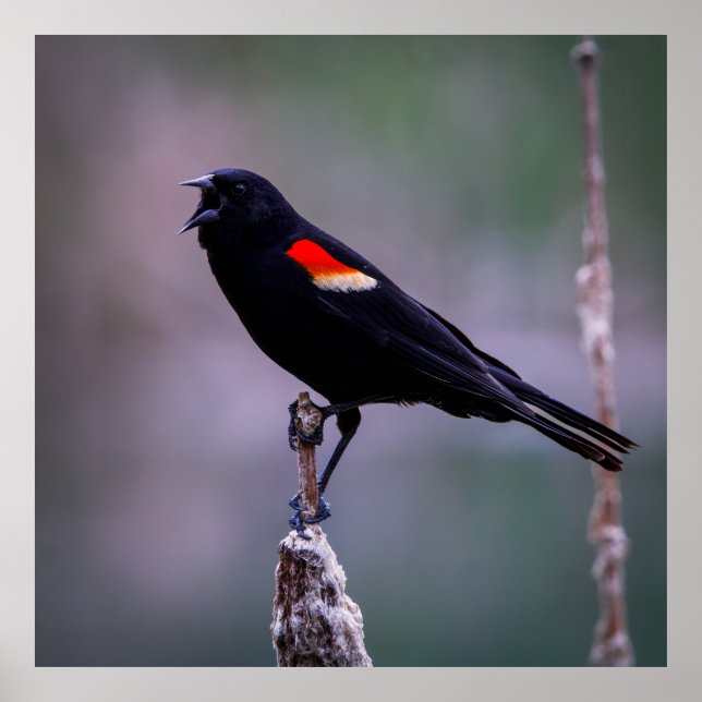 Poster Sound Off (Frente)