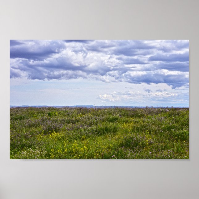Poster South Dakota Wildflowers (Frente)