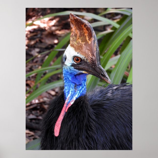 Poster Southern Cassowary (Frente)
