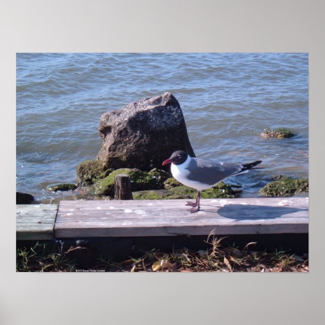 Poster Southport, Carolina do Norte - Seagull (Frente)