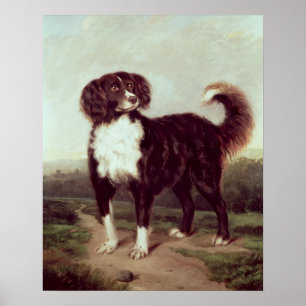 Pôster Spaniel