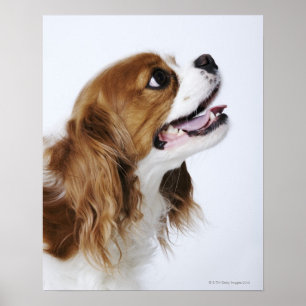 Poster Spaniel de rei Charles descuidado, vista lateral