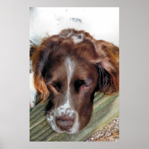 POSTER SPANIEL DE SPRINGER INGLÊS
