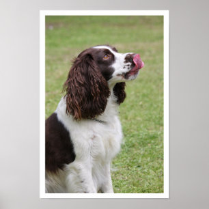 Pôster Spaniel de Springer inglês que lambe os lábios