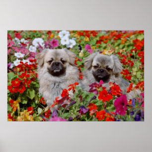 Pôster Spaniels tibetanos do vermelho dois em flores das