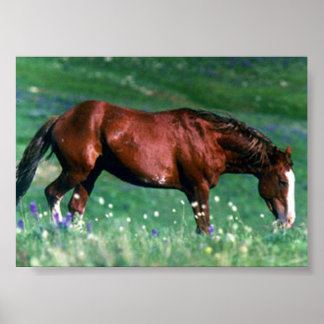 Pôster Spanish Mustang