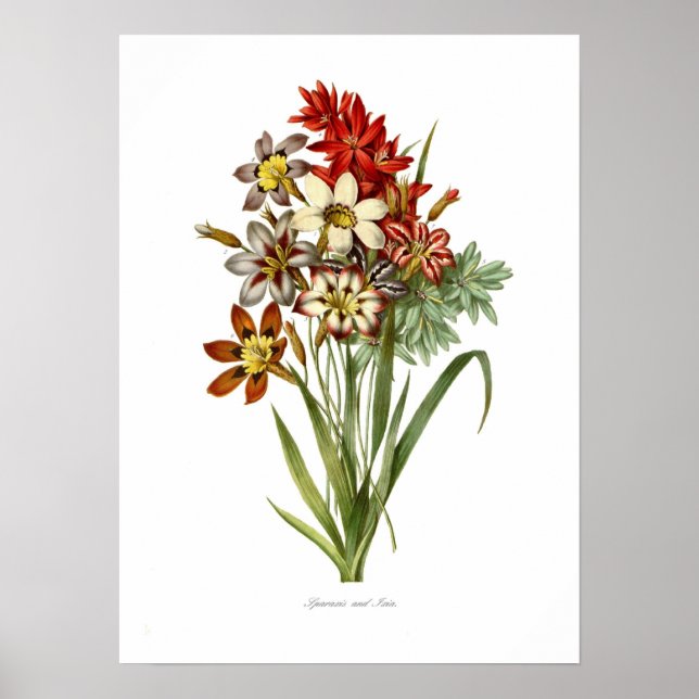 Poster Sparaxis e Ixia spp. (Frente)