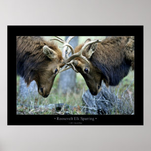 Pôster Sparring dos alces de Roosevelt