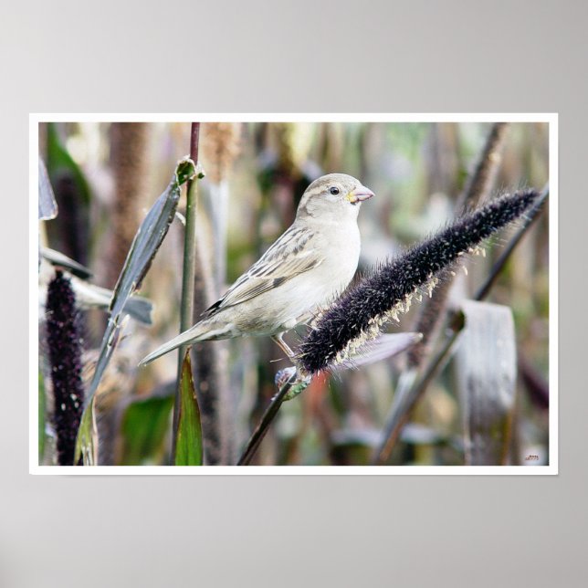 Poster Sparrow (Frente)