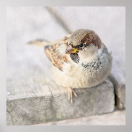 Poster Sparrow - Após o Transatlântico