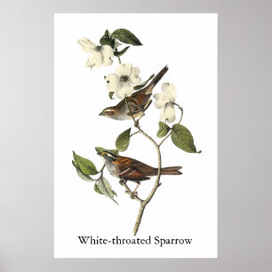 Pôster Sparrow com garganta branca - John Audubon