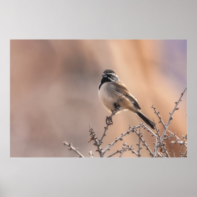 Poster Sparrow de garganta negra (Frente)