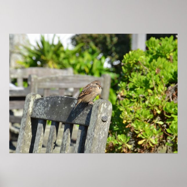 Poster Sparrow Em Uma Cadeira De Jardim (Frente)