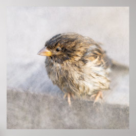 Pôster Sparrow - Falha Epic Previsão do Tempo